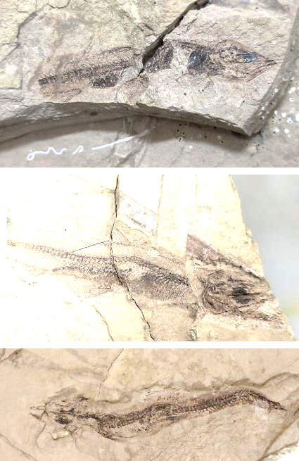 「1千万年前のアユ」の化石