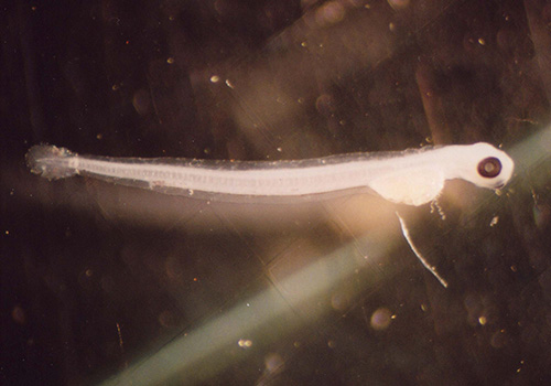 図4　ふ化直後のアユの仔魚。卵黄のエネルギーは実質3-4日分。