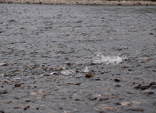 図1　水深5cmほどの浅瀬での産卵