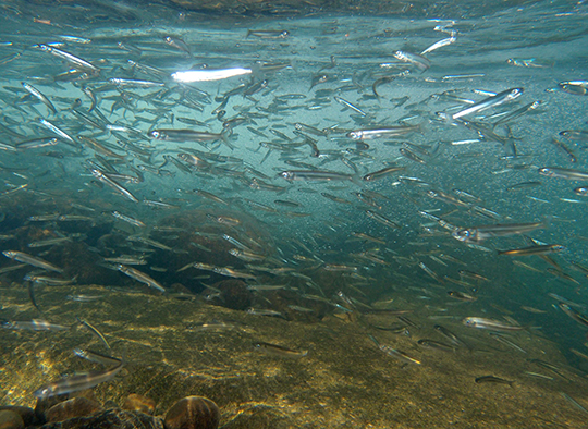 図5　小型で泳力が小さいために魚道を上れない稚アユ（2021年2月14日：安田川）