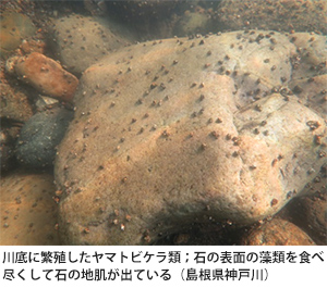 川底に繁殖したヤマトビケラ類；石の表面の藻類を食べ尽くして石の地肌が出ている（島根県神戸川）