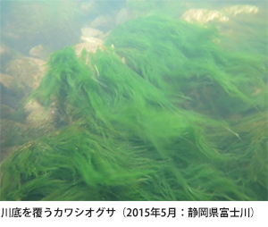 川底を覆うカワシオグサ（2015年5月：静岡県富士川）