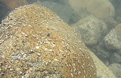 トビケラ類の異常繁殖。石面の付着藻類が無くなり、アユが定着しなくなる。潜らないと分からない川の病状です。